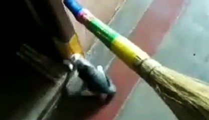 My kitten playing at home