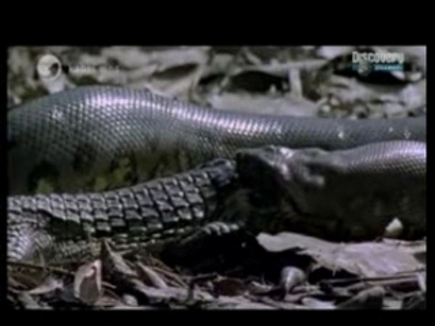 Anaconda mange caiman (crocodile) - Vidéo Dailymotion
