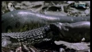 Anaconda mange caiman (crocodile)