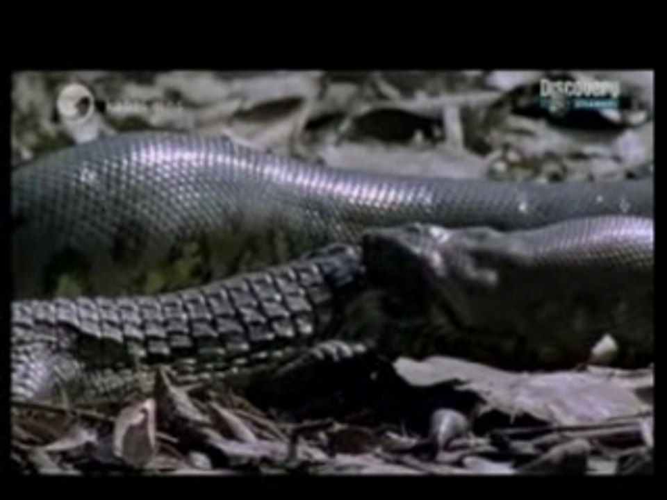 Anaconda mange caiman (crocodile)