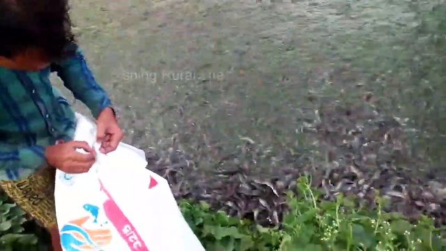 Dans cet élevage de poissons ils ont l'air un peu serrés