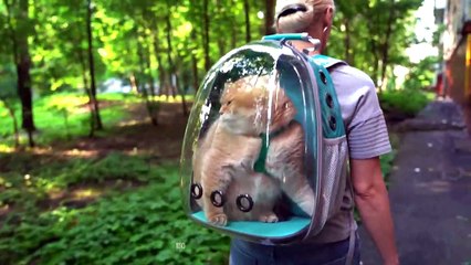 Voici Le Sac A Dos Parfait Pour Promener Votre Chat Video Dailymotion