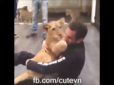 Gros calin entre un homme et un lionceau... Adorable