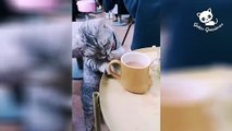 Funny cats -  The Best Videos of Funny Cats / Gatos Graciosos - Los Mejores Videos de Gatos Chistosos