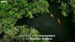 Pink River Dolphins Of The Amazon Rainforest's Hunting Secret | Earth's Great Rivers |  BBC Earth