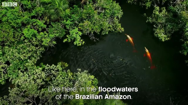Pink River Dolphins Of The Amazon Rainforest's Hunting Secret | Earth's Great Rivers | BBC Earth
