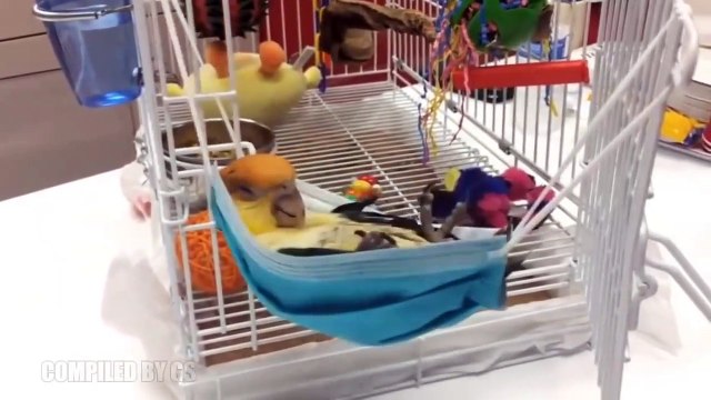 LA MEJOR RECOPILACIÓN VIDEOS VIRALES VIDEOS DE RISA 2019 - LA MEILLEURE COLLECTION VIDÉOS VIRALES VIDÉOS DE RISA 2019