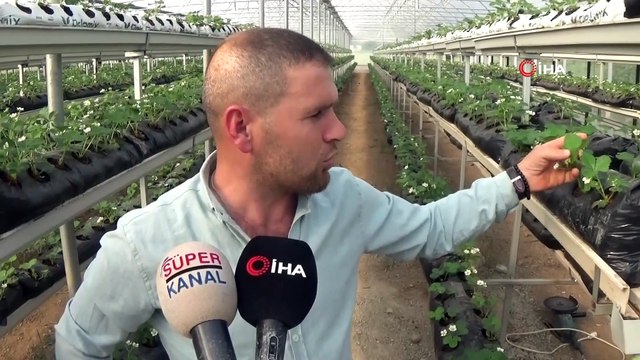Kurduğu sistem ile topraksız çilek üretiyor