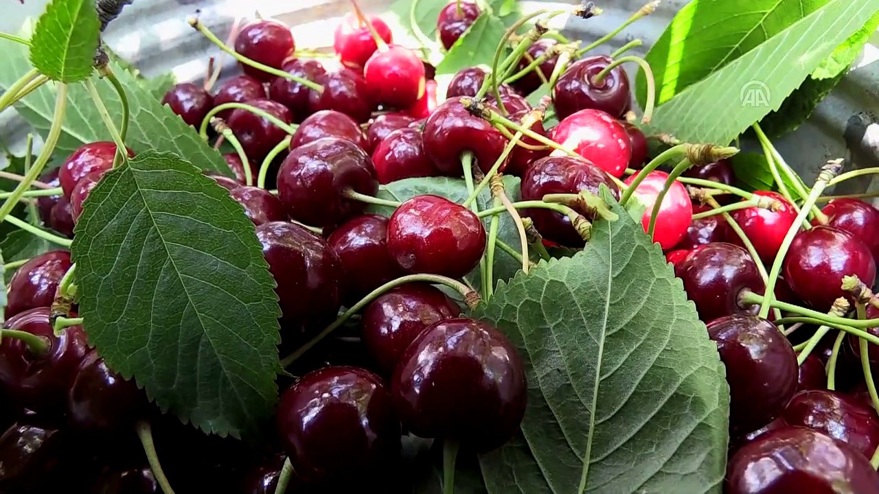 'Napolyon' kirazı üreticinin yüzünü güldürdü - AFYONKARAHİSAR