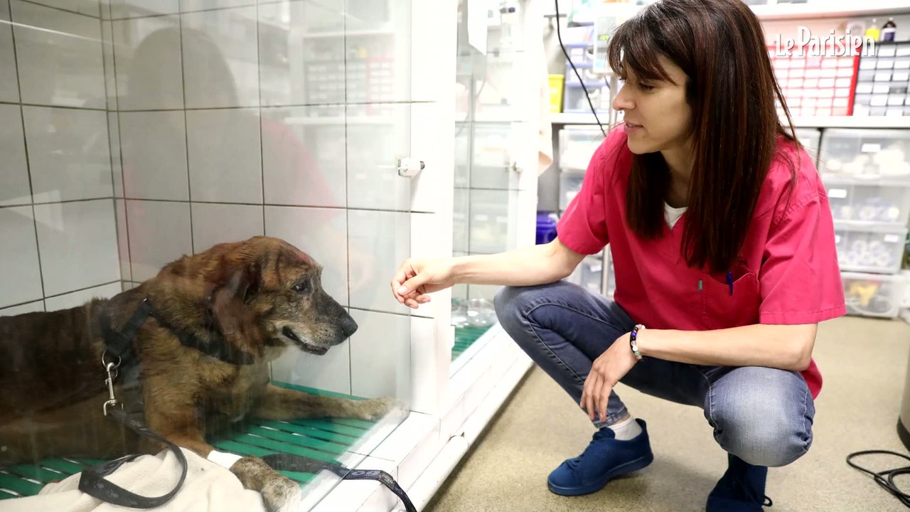 Canicule : ce qui doit vous alerter chez votre animal domestique