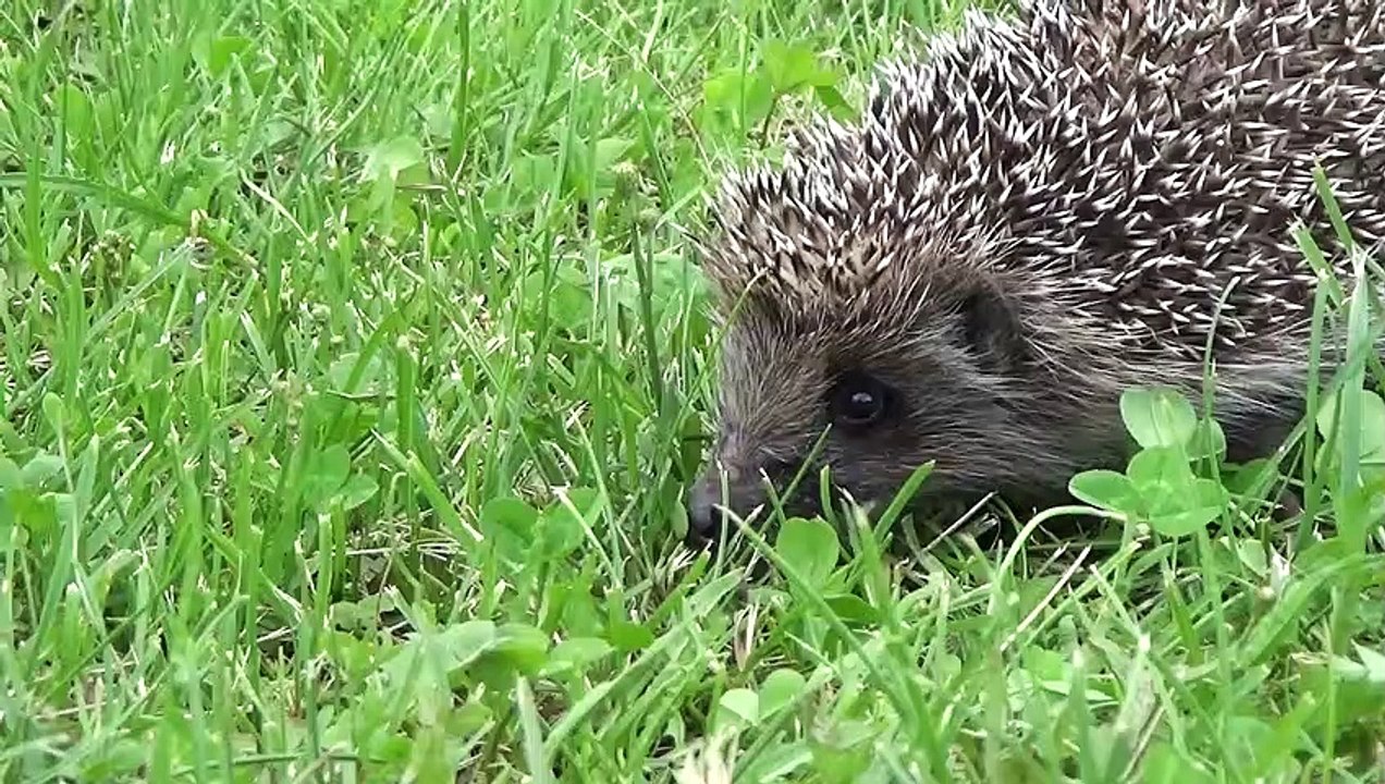 Hedgehog Looking For Food