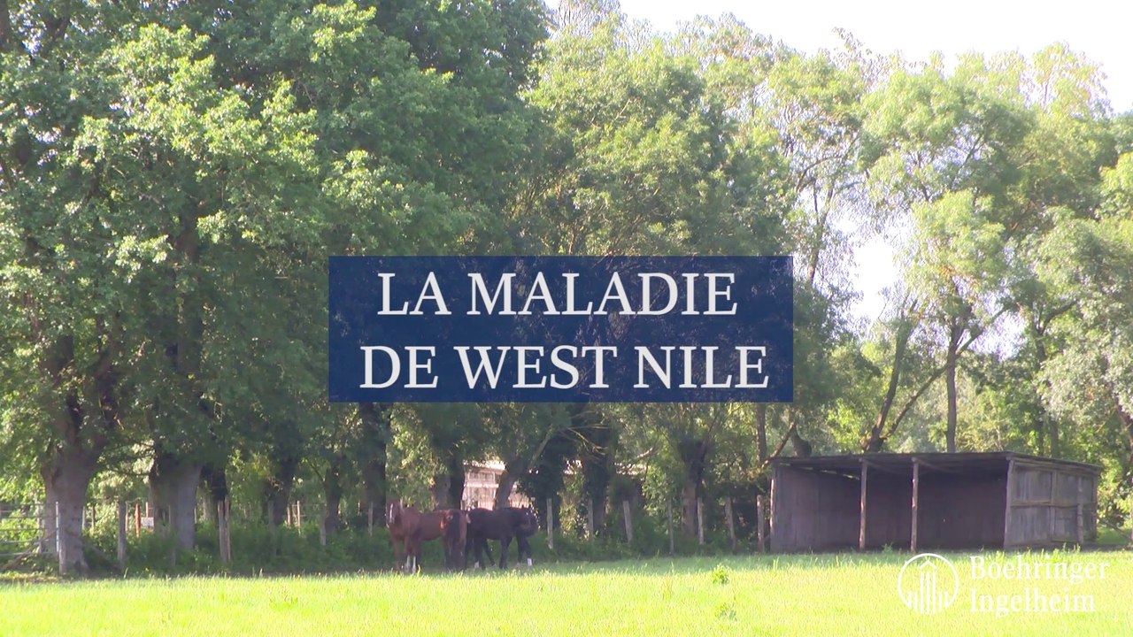 La maladie de West Nile