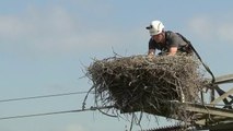 Sans frontières - Aux petits soins pour les cigognes