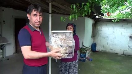 Mahalleyi Tedirgin Eden Seslerin Sahibi Puhu Kuşları Olduğu Anlaşıldı