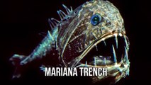 10 Mariana Trench Creatures That Are Scarier Than Megalodon!