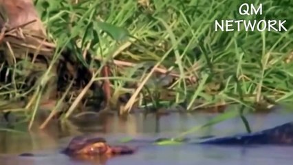 The cold blooded predators must also succumb before the power of the Marsh God Crocodile