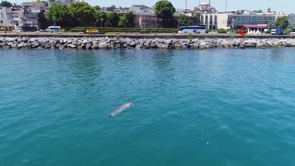 Sevimli Yunuslar İstanbul boğazında havadan görüntülendi