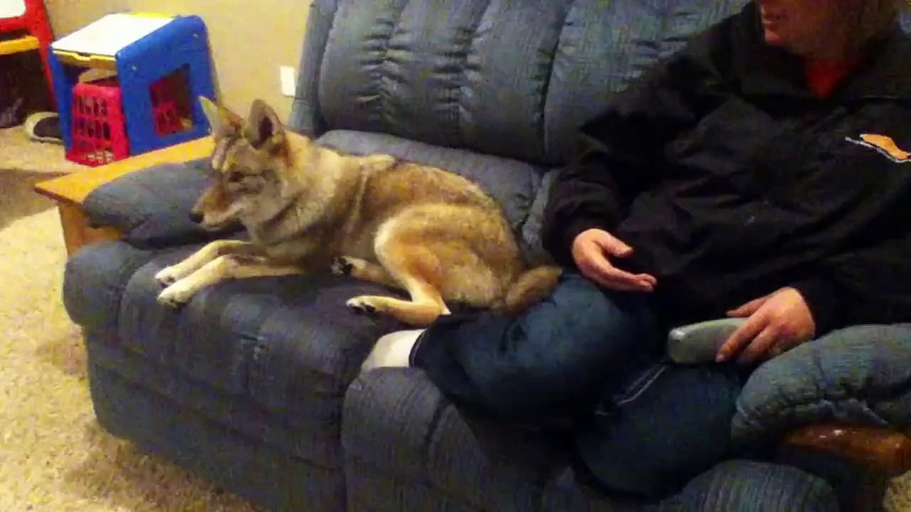 Il offre un chiot à sa fille, des mois plus tard il réalise son énorme erreur