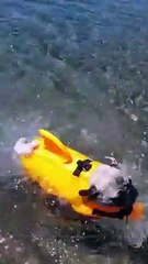 Bodrum Belediyesi'nden  Nevşehir Belediyesi'ne 'Yıldırım' yanıtı: Köpekbalıklarını harekete geçirdik