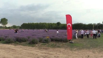 "Kıraç arazilere buğday yerine lavanta ekin" önerisi - EDİRNE