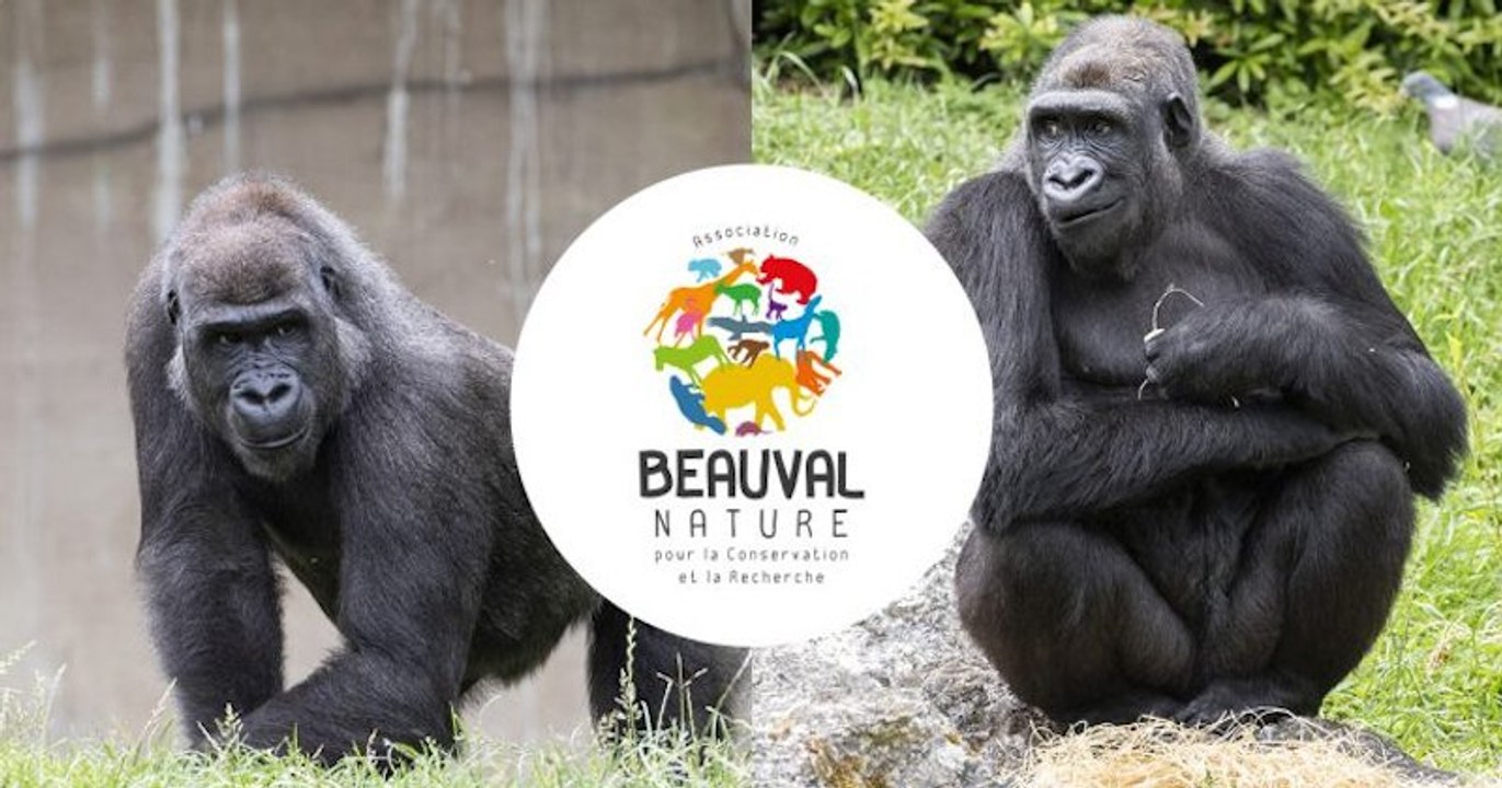 Deux gorilles du zoo de Beauval vont être réintroduits dans la nature au Gabon