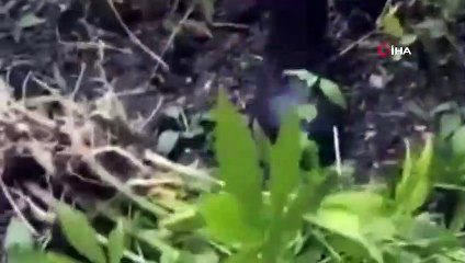Tekirdağ’da bin 37 kök Hint keneviri ele geçirildi