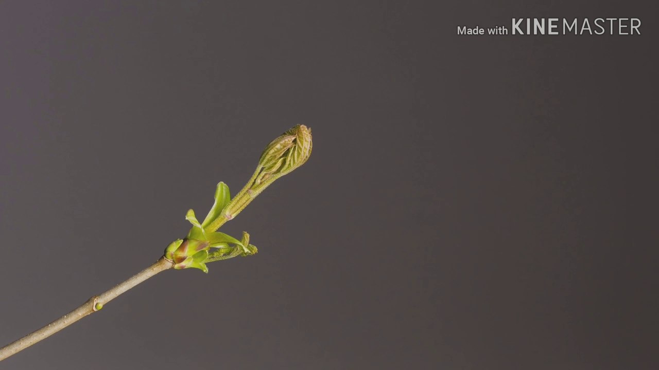 Slow motion bring tree