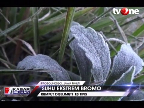 Suhu Ekstrem Bromo, Rumput Diselimuti Es Tipis