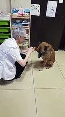 Elle voit un chien en train de la fixer devant sa pharmacie et comprend quelque chose d’important