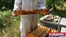 DRÔME / ARDÈCHE Les apiculteurs craignent une pénurie de miel à cause du climat