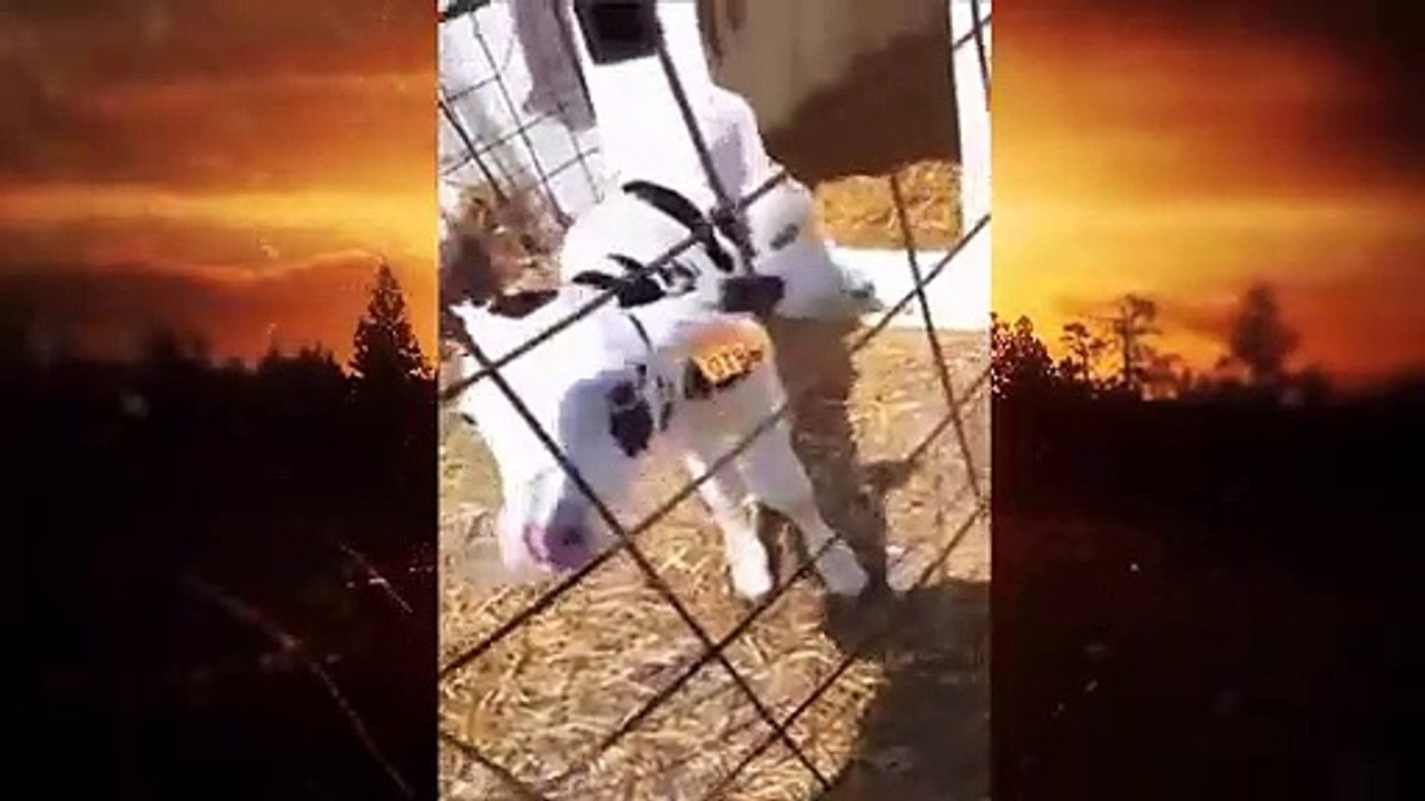 ‫مباشرة من بلجيكا منطقة كونتيش