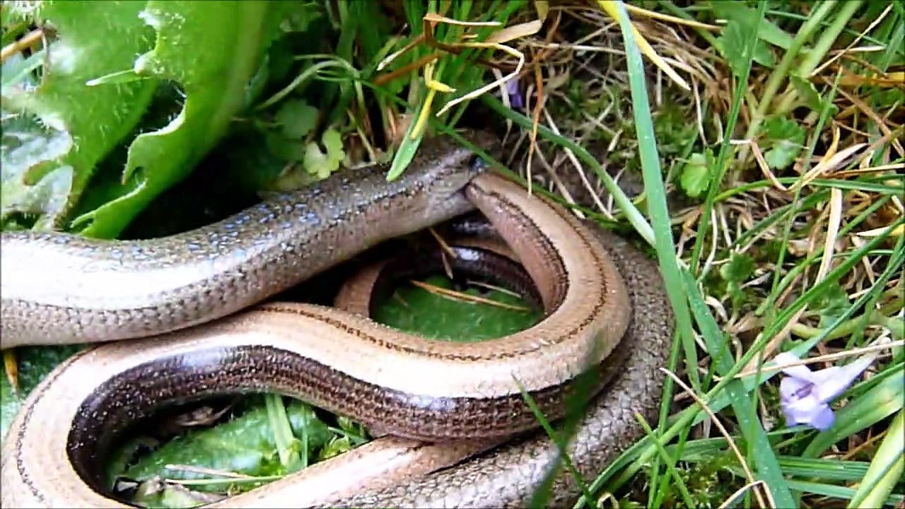 Blindschleichen hochzeit beobachtet (anguis fragilis), blindworm wedding
