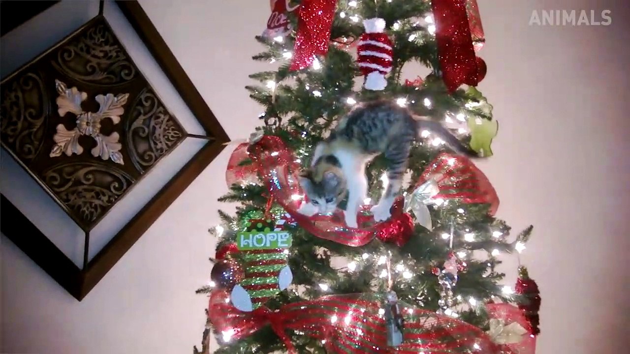 TRY NOT TO LAUGH - Funny Cats Fails Compilation 2019 - The Naughtiest Cat Ever