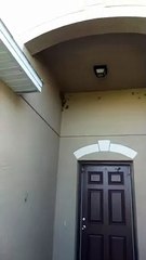 Frogs Gather on Florida Home