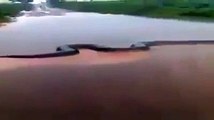 Il filme un anaconda de 15 mètres qui traverse une rivière