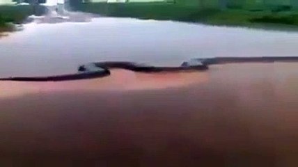 Il filme un anaconda de 15 mètres qui traverse une rivière