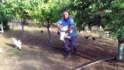 DÜNYANIN EN BÜYÜK VE EN KÜÇÜK IRK HOROZLARI