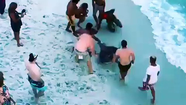 Des hommes sauvent un requin marteau échoué sur une plage