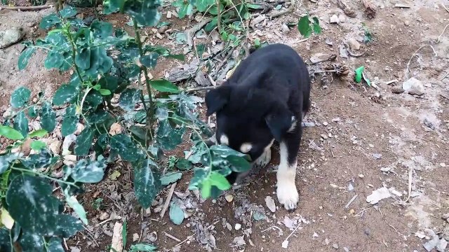 Hái đu đủ chín cây Nấu chè đu đủ nước cốt dừa