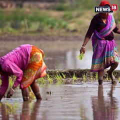 अब गन्ने का रस पिएं तो गौर करें, क्यों मिठास में हज़ारों औरतों के आंसुओं का स्वाद है?