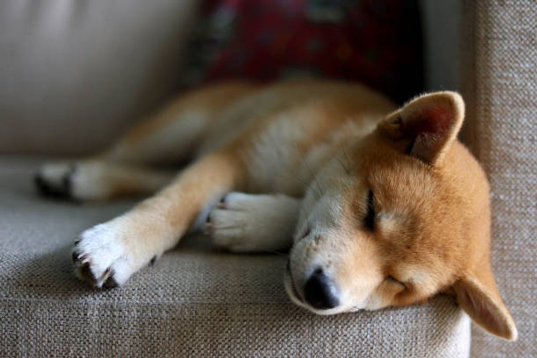 6 Dog Breeds You Can Leave Home With No Guilt