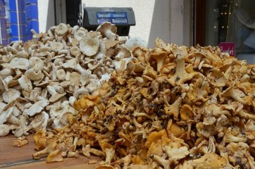 Tirmit mantarı tezgahlardaki yerini aldı