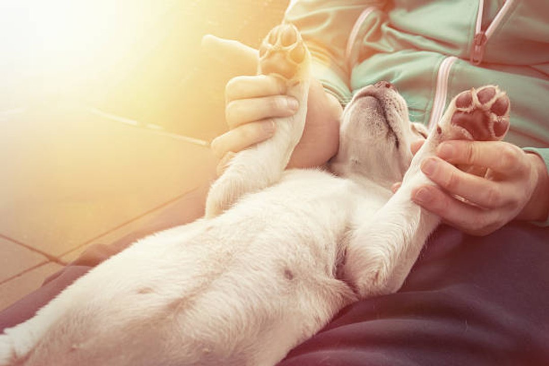 Dogs to Adopt if You Are Suffering From PTSD