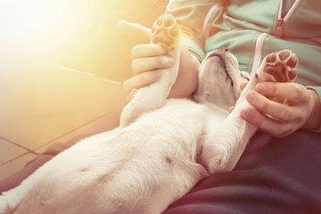 Dogs to Adopt if You Are Suffering From PTSD