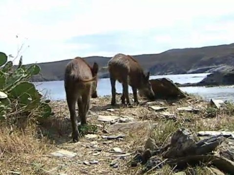 Una pareja de jabatos se convierte en la nueva atracción de Cadaqués