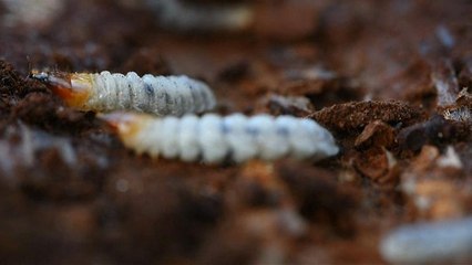 Thessaloniki: Große Schäden durch Borkenkäfer