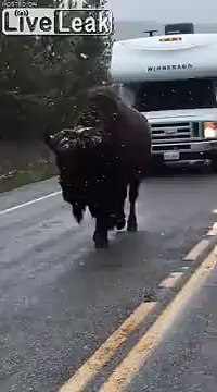 Embouteillage au canada : ce bison marche sur la route !