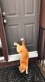 Ce chat toque à la porte avec sa patte arrière !