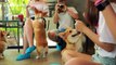 This cafe filled with corgis in Thailand is fit for a queen