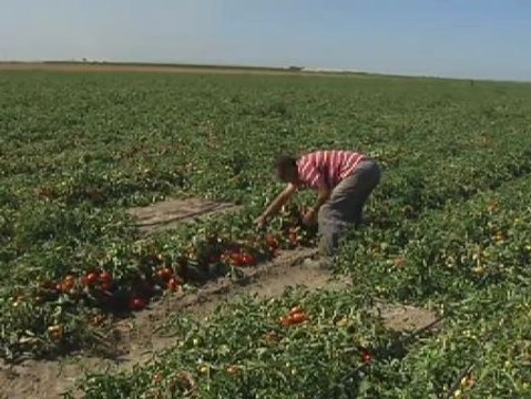 Los agricultores temen por el veto de Putin a los productos alimenticios